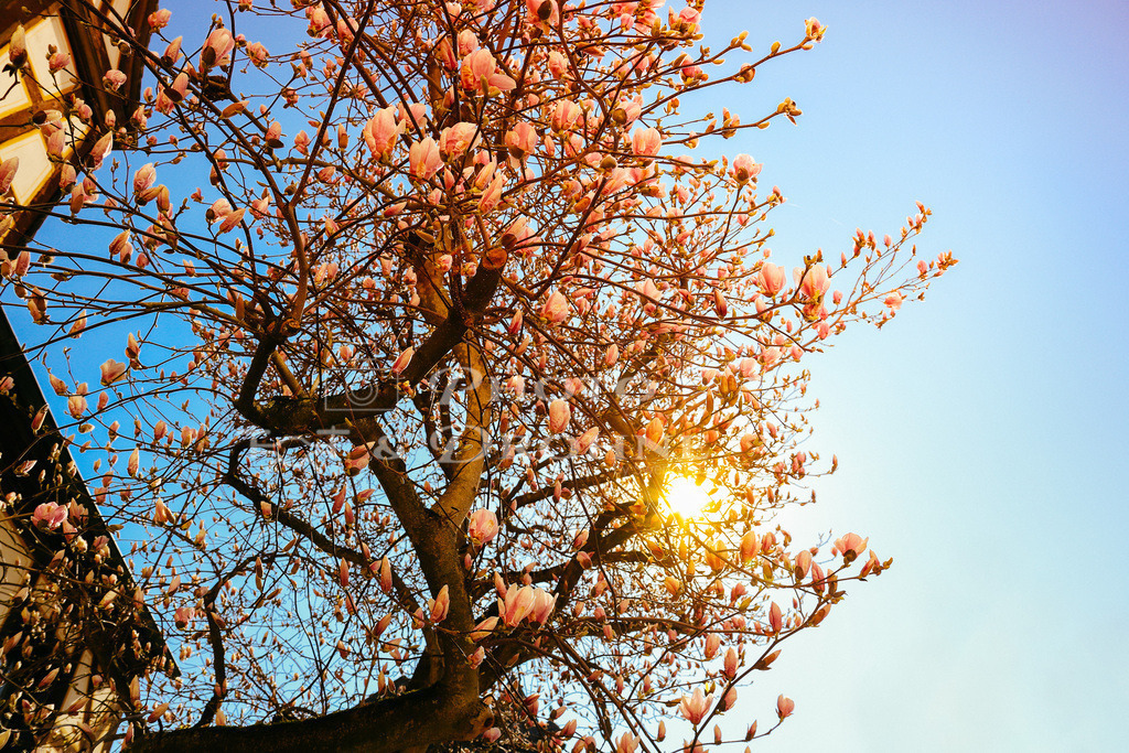 IMG_6092 | Magnolien in voller Blüte Magnolia Blossom Magnolienblüte - Realisiert mit Pictrs.com