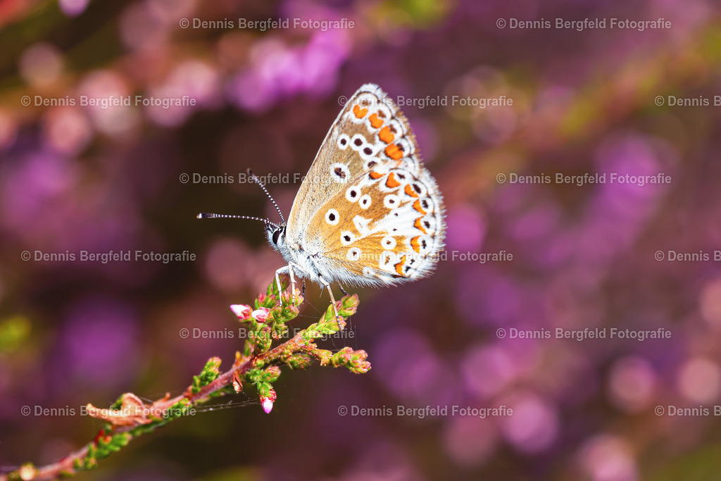 Schmetterling in der Heide | Entdecken Sie Natur, Makro und Tierfotografie von Dennis Bergfeld.Besondere Momente und Details der Natur, hochwertig als Foto und Wandbild erhältlich. - Realisiert mit Pictrs.com