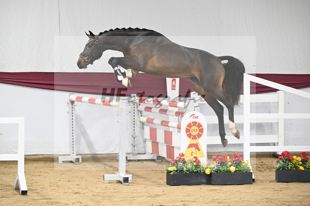 Kat-Nr. 1 Jasper x Diarado_ZG Stabhalterhof GbR _47250020 | hf-fotografie - Realisiert mit Pictrs.com