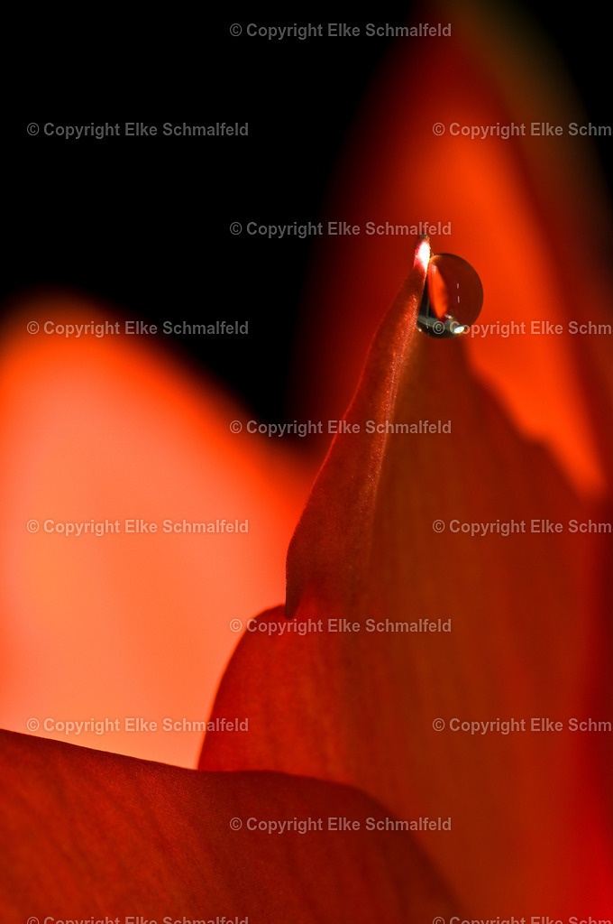 Bluetenreise-Rot-14 | Elke Schmalfeld - Realisiert mit Pictrs.com