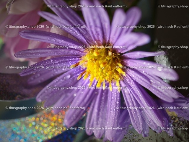 PA133461-titusgraphy | Fotokunstarbeit aus der INSTAGRAM-Gallerie auf titusgraphy.eu - Realisiert mit Pictrs.com