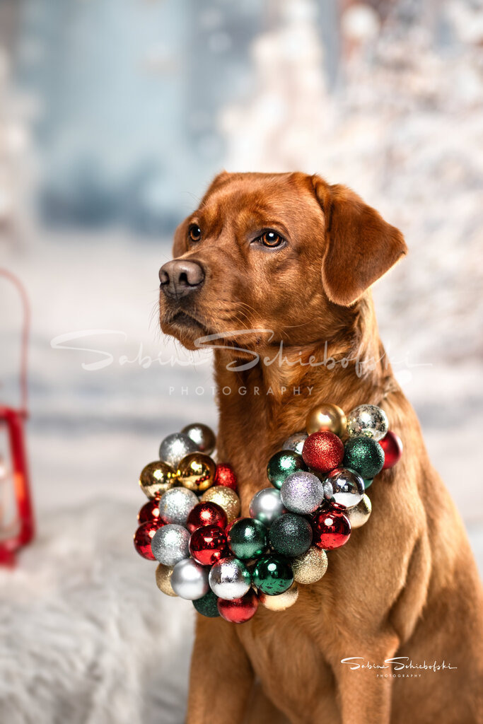Weihnachtsshooting mit Sam | People- und Tierfotografie, Imageaufnahmen, Veranstaltungsfotografie und Wandbilder aus der Natur ★ Made in Germany ✔️ Druck + Downloads ✔️ Naturfotografie in Top Qualität ★ schneller Versand, weltweite Lieferung! - Realisiert mit Pictrs.com