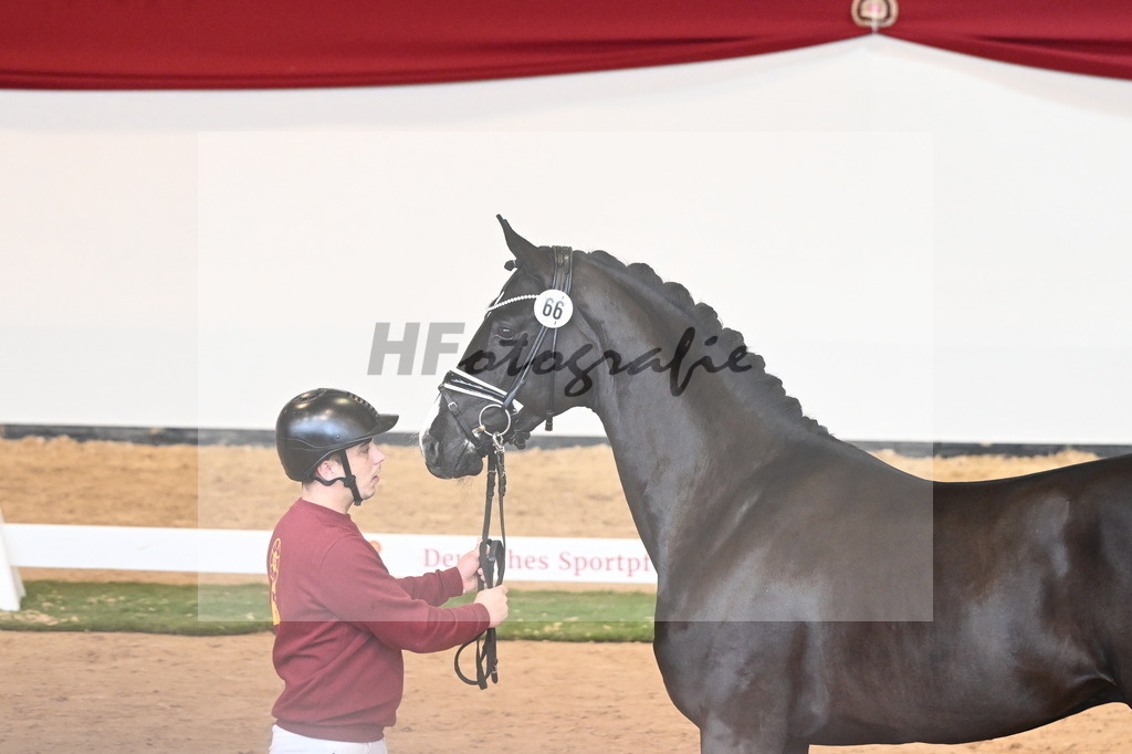 Kat.-Nr. 66 v. Taurus_Beckmann_2240862 | hf-fotografie - Realizzato con Pictrs.com