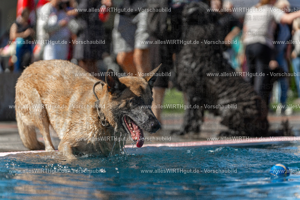Hundeschwimmen_Volksbad_2026-allesWIRTHgut_Tierfotografie-2609061200-111007-7R500061 | Professionelle Tierfotografie in Mönchengladbach von Daniel Wirth (allesWIRTHgut). Liebevolle & natürliche Bilder von Hunden & Katzen für unvergessliche Erinnerungen.