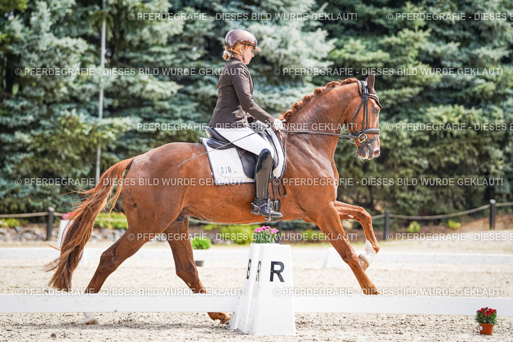 DSC09897 | Pferdegrafie