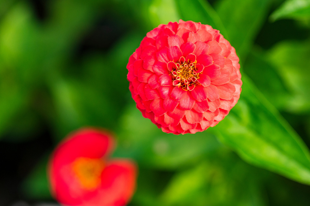 2023_08_13_HH-BOTANISCHER-GARTEN_MCP1595 | Hochwertig gedruckte Fotografien für die Wand, als Kalender und zum Verschenken. Hamburg & Norddeutschland und überall wo ich mit der Kamera unterwegs war.