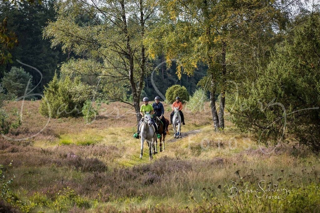 DdLH-WehlenerHeide_2025-09-20_20 | Fotografie, Veranstaltungs-Fotografie, Pferde-Fotografie, Landschafts-Fotografie, Reise-Fotografie - Realisiert mit Pictrs.com