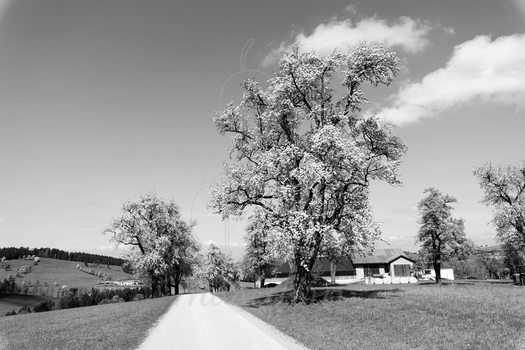 Mostviertel Schwarz Weiß | Ihre Fotografin im Lungau, ihre Fotografin im Mostviertel, Wandbilder Onlineshop, Imagefotos für Ihr Unternehmen,  - Realisiert mit Pictrs.com