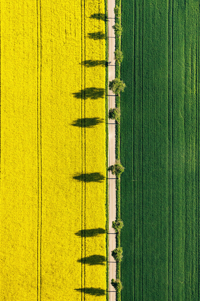 dr__0027265_1.jpg | MONHEIM 14.05.2019 Senkrecht- Luftbild aus der Satelliten- Perspektive vom Baum mit Schattenbildung durch Lichteinstrahlung auf einem Rapsfeld in Monheim im Bundesland Bayern, Deutschland. // Vertical aerial view from the satellite perspective of the tree with shadow forming by light irradiation on a field in Monheim in the state Bavaria, Germany. Foto: Daniel Reiter