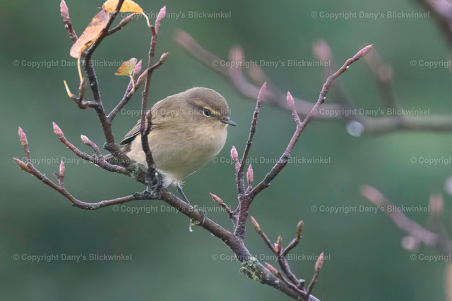 201755 | Tierfotografie, Tierkalender, Tierbilder, Insekten, Spinnen, Vögel, Schmetterling, Libellen, Leinwand, Colorkey, Qualität, Geschenkartikel, Geschenk - Realisiert mit Pictrs.com