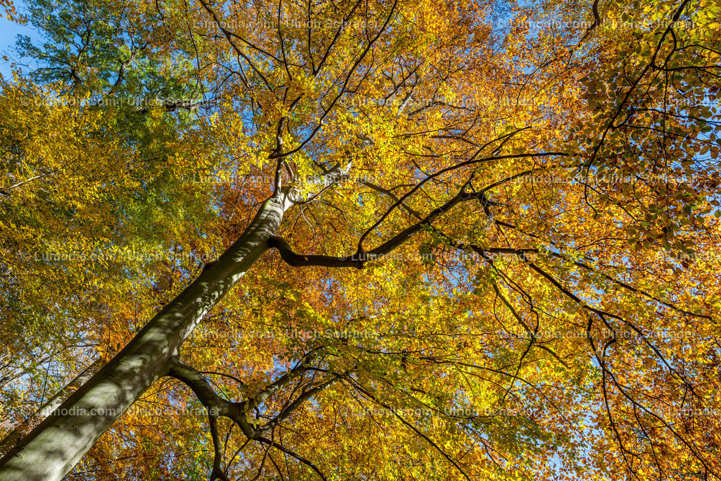 10049-5429 - Brühlpark _ Quedlinburg | Stockfoto und Bilderpool mit Bildmaterial aus Deutschland, dem Harz, Halberstadt, Quedlinburg, Wernigerode und weltweit. Qualitativ hochwertige und professionelle Fotos anschauen und kaufen. - Realisiert mit Pictrs.com