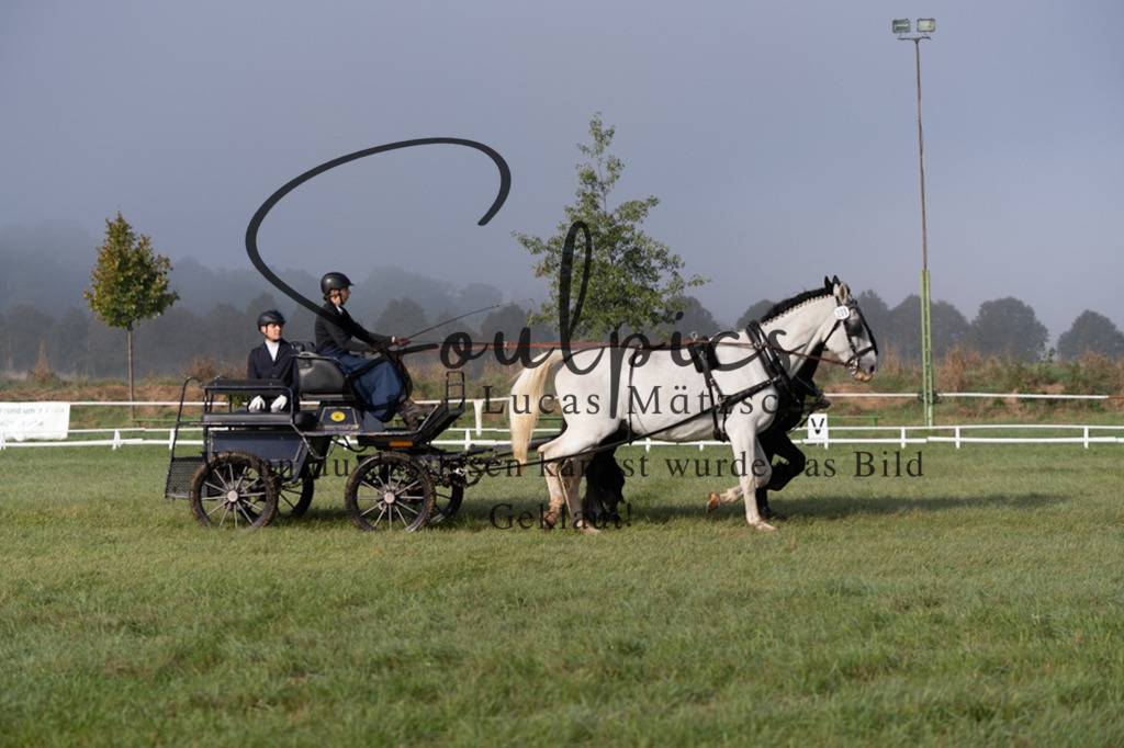 A7V04099 | Pferdefotograf