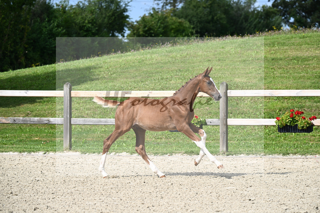 Light Star x Rotgold_HF_Bauer_29240117 | hf-fotografie - Realisiert mit Pictrs.com