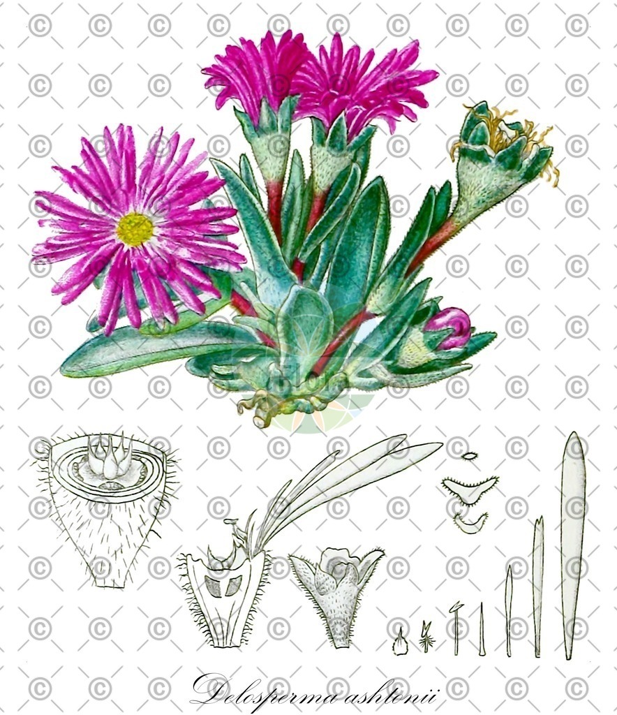 HistAbb_EMP_96221_SRC_Schlechtendal_FLORAD_SIMPLE | Historische Abbildung von Delosperma ashtonii - Aizoaceae | Historical Illustration of Delosperma ashtonii - Aizoaceae