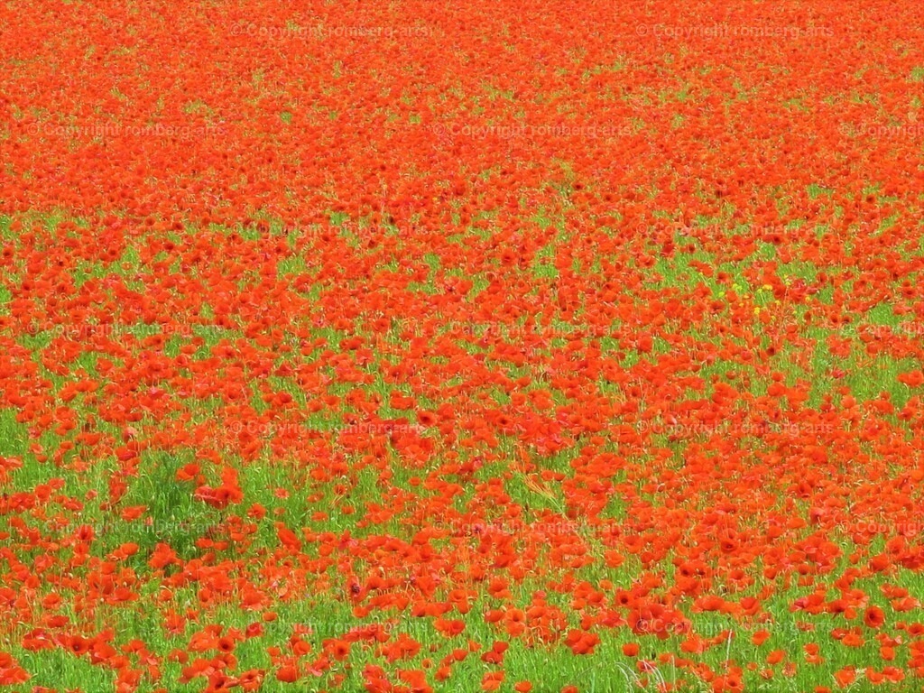 IMG_0010 (3) | romberg-arts, romberg-arts.de, www.romberg-arts.de, Foto_Online_Shop, Julia Fuhrmann, Köln, Fotos, Fotografie, Fotokunst, Kunstdrucke, Naturfotos, Aktfotos, Nacktfotos, schwarz_weiß_Fotos, Blumenfotos, Blumen, Tiere, Beton, Korrosion, Lächeln, Drucke