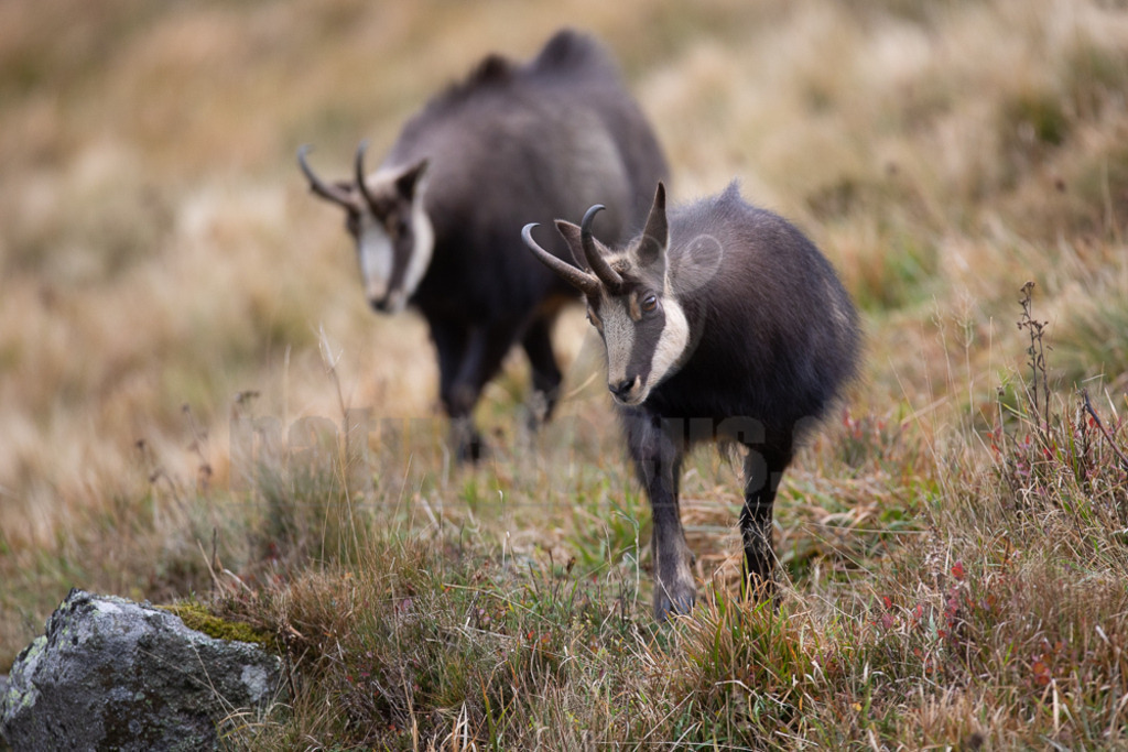 20171023135249-2 | Die Gämse (Rupicapra rupicapra) ist ein Wiederkäuer und gehört zur Familie der Hornträger (Bovidae). Die Gämse lebt in Gebirgslandschaften und zieht im Sommer auf Hochlagen bis zu 2.500 m. In Deutschland kommt sie in den Alpen und in geringer Zahl auch im Schwarzwald und der Schwäbischen Alb vor. - Realisiert mit Pictrs.com