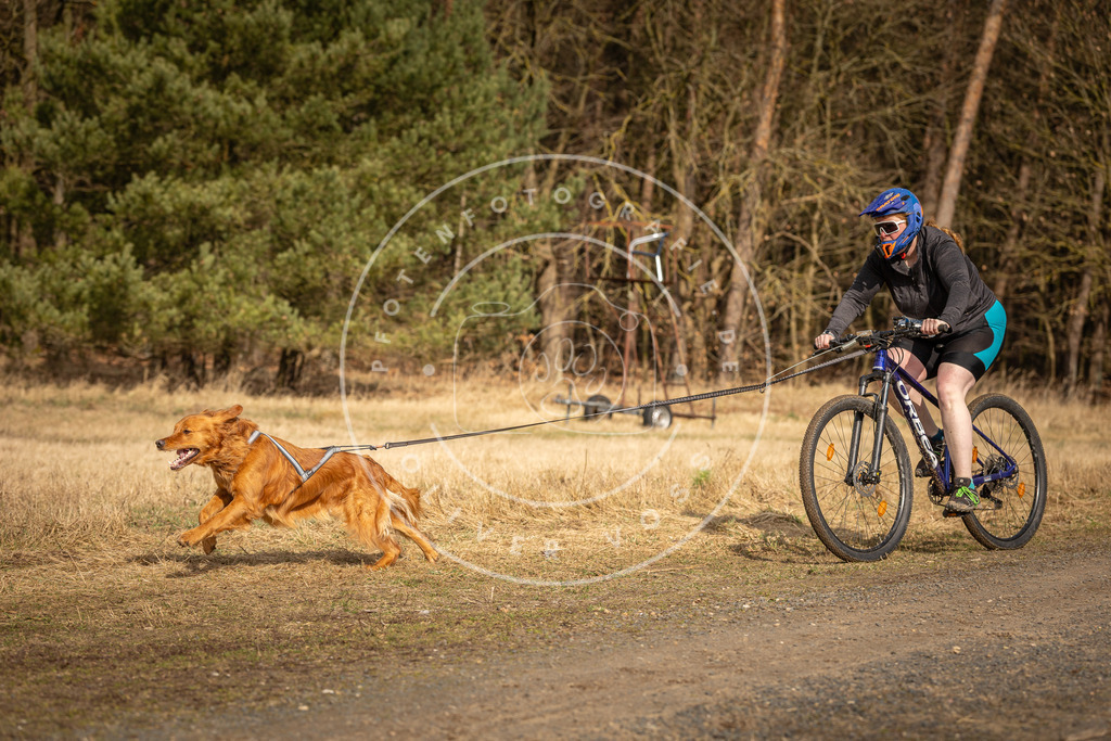 DV3A4488 | Hundefotografie, Tierfotograf, Pfotenfotografie, Fotoshooting Hund, Hunde Portrait, Hundesport, Hundeportraits, Heideshooting, Hunde, Sportfotograf, Hundefotograf, Turnierhundsport, THS,  - Realisiert mit Pictrs.com
