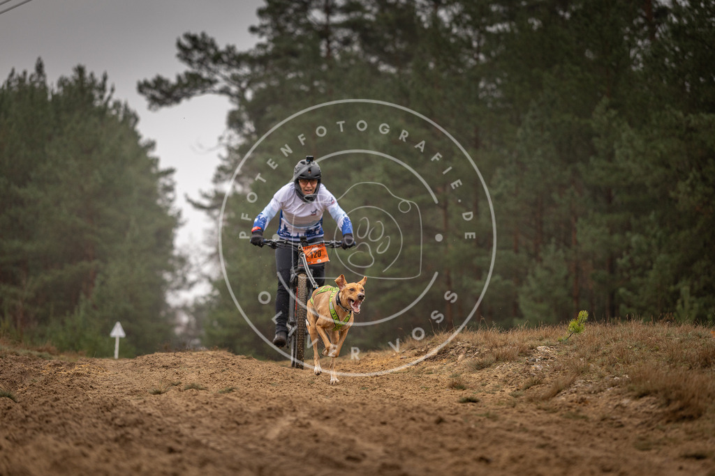 Pfotenfotografie_DV3A3490 | Hundefotografie, Tierfotograf, Pfotenfotografie, Fotoshooting Hund, Hunde Portrait, Hundesport, Hundeportraits, Heideshooting, Hunde, Sportfotograf, Hundefotograf, Turnierhundsport, THS,  - Realisiert mit Pictrs.com