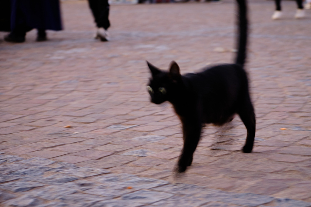 241110-0092 | Meknès, Marokko - November 10, 2024:  - Realisiert mit Pictrs.com