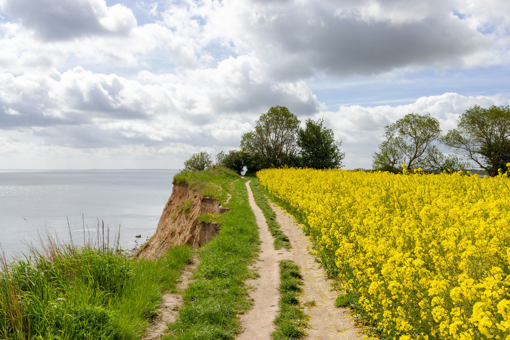 Wandbild: Rapsfeld an der Steilküste in Schönhagen | Dieses Wandbild im Querformat zeigt ein blühendes Rapsfeld an der Steilküste in Schönhagen. Die Abbruchkante liegt direkt neben dem Spazierweg. Am blauen Himmel sind viele Wolken zu sehen. - Realisiert mit Pictrs.com