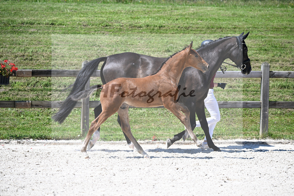 Kat-Nr. 34 Veneno x Pacelli W_HF_Kroiss_24250431 | hf-fotografie - Realisiert mit Pictrs.com
