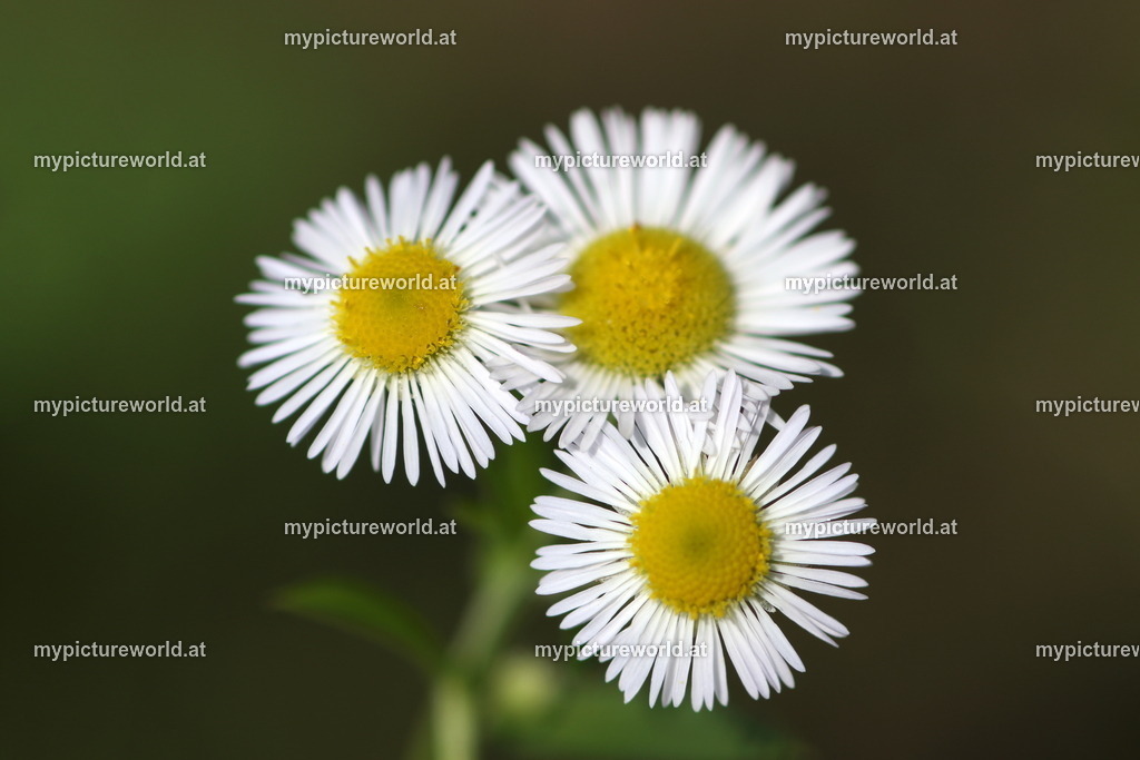 Einjähriges Berufkraut-002 | Das Bilderarchiv über Tiere, Planzen und Landschaften. In der Bilddatenbank finden Sie ein große Auswahl an hochwertigen Bilder für Ihre Werbung - Realized with Pictrs.com