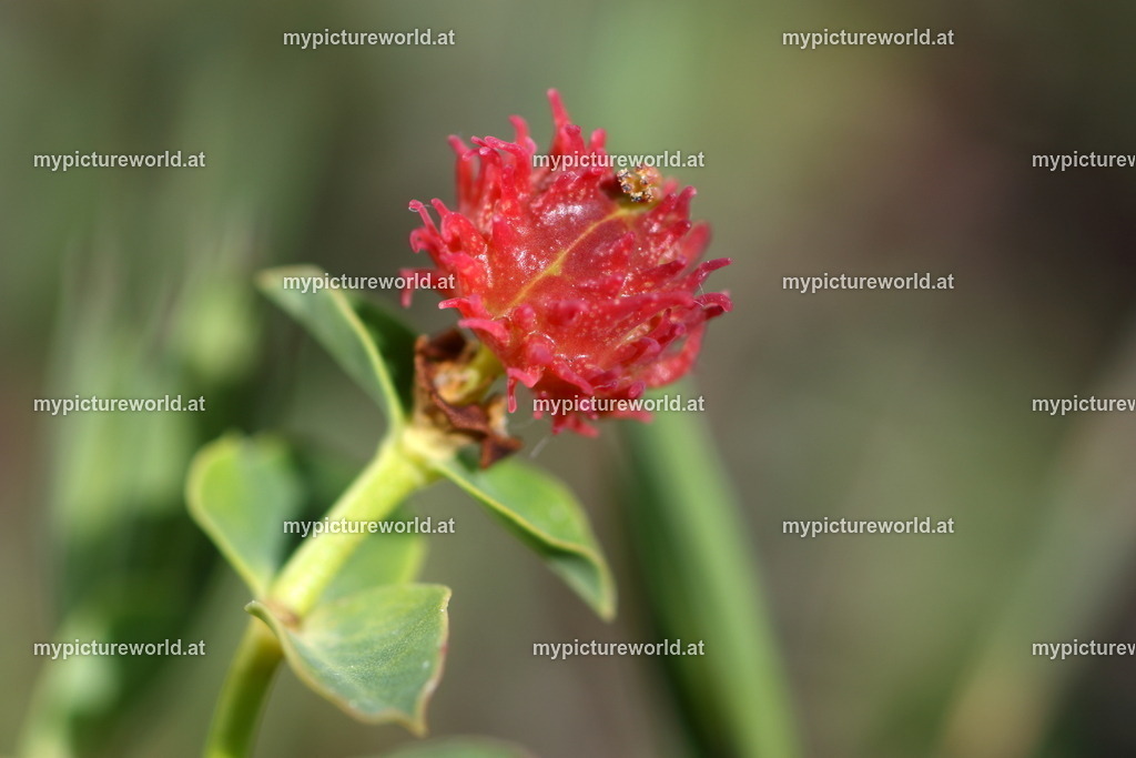 Erdbeer-Wolfsmilch-001 | Das Bilderarchiv über Tiere, Planzen und Landschaften. In der Bilddatenbank finden Sie ein große Auswahl an hochwertigen Bilder für Ihre Werbung - Realisiert mit Pictrs.com