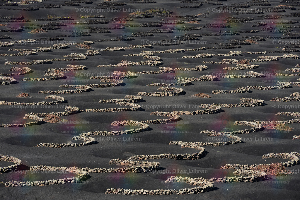 La Geria | Eines der Wahrzeichen von der Kanareninsel Lanzarote sind die gemauerten Halbkreise aus Lavasteinen, in denen die Weinstöcke wachsen.