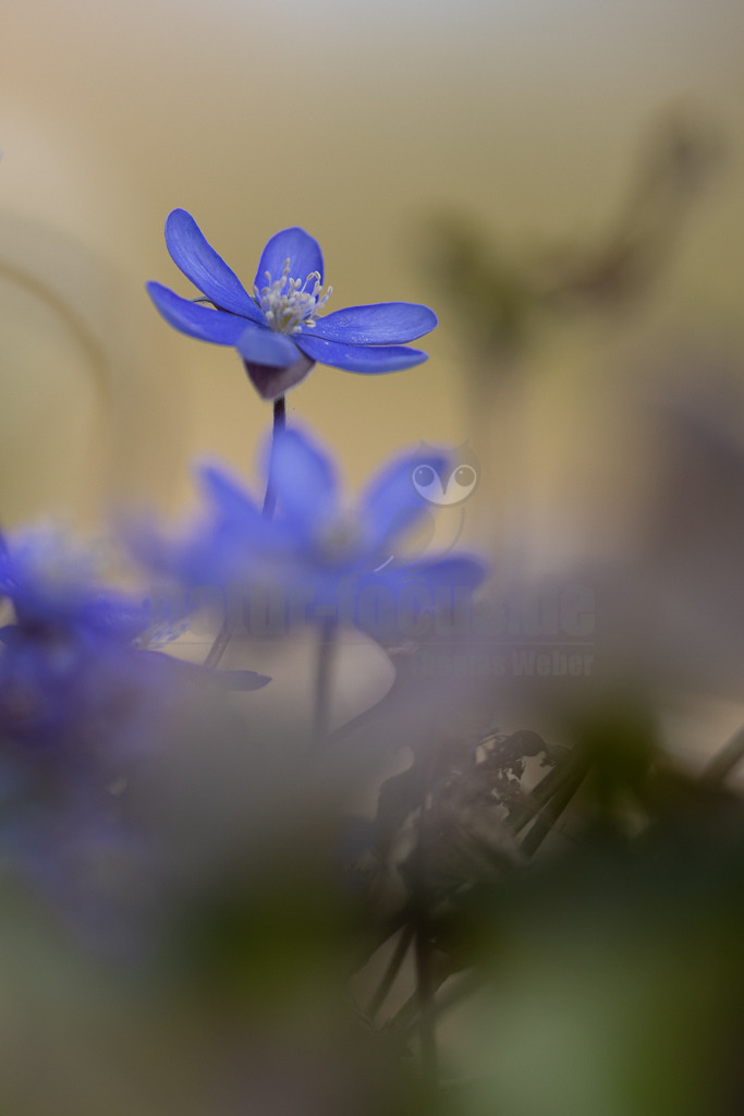 20220312111658 | Das Leberblümchen (Hepatica nobilis) ist ein typischer Frühlingbote. Im März, wenn Brauntöne noch das Bild des Waldes beherrschen, sind die zarten blauvioletten Blüten am Waldboden das erste Zeichen des einsetzenden Frühlings. Die hübschen Pflanzen nutzen die Zeit, bevor die Blätter der Bäume austreiben und ihnen das Licht rauben. Die Lebensdauer der Blüten beträgt etwa acht Tage. Mitte April ist ihre Blütezeit bereits abgeschlossen. - Realisiert mit Pictrs.com
