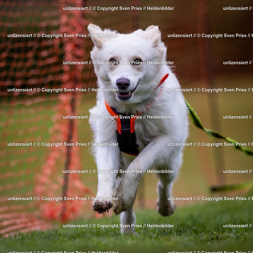 Sven Pries | 2024-04-21 - Hunderennen Baden-Oos
Foto: Sven Pries - Realisiert mit Pictrs.com