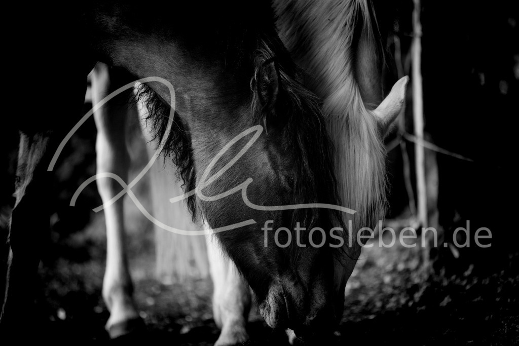 846A0454 | fotosleben - Realized with Pictrs.com