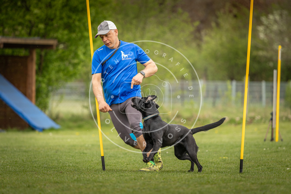 Pfotenfotografie_DV3A7203 | Hundefotografie, Tierfotograf, Pfotenfotografie, Fotoshooting Hund, Hunde Portrait, Hundesport, Hundeportraits, Heideshooting, Hunde, Sportfotograf, Hundefotograf, Turnierhundsport, THS,  - Realisiert mit Pictrs.com
