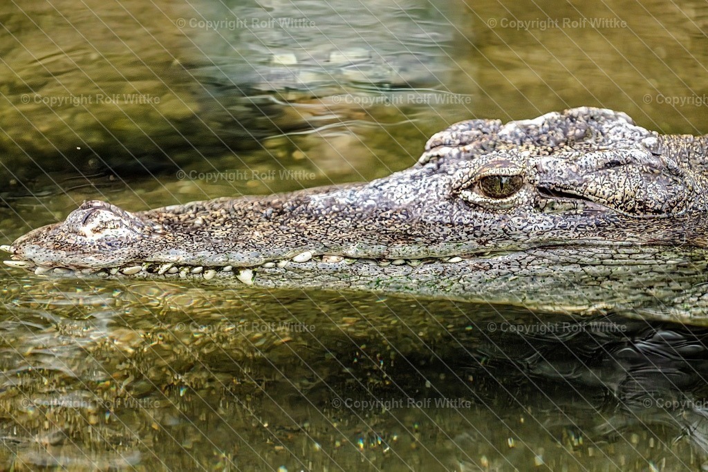 kroko1 | Rolf Wittke  - Realisiert mit Pictrs.com