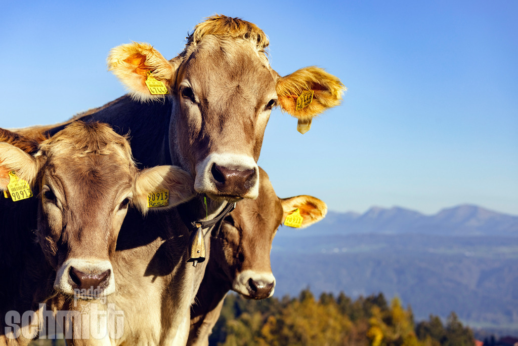PS-Tiere-2026-71 | Entdecke die größte Bildgalerie der Region mit Fotografien aus dem Allgäu, der Bodenseeregion, Oberschwaben, dem Donautal und der Schwäbischen Alb. Landschaften, Luftaufnahmen und Reisefotografie als Wandbild und Fotokunst. - Realisiert mit Pictrs.com