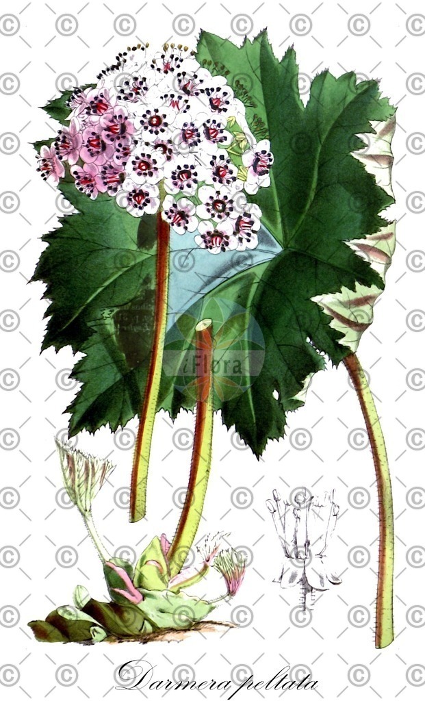 HistAbb_wfo-0001017396_1_ENZY_Simple | Historische Abbildung von Darmera peltata - Saxifragaceae | Historical Illustration of Darmera peltata - Saxifragaceae