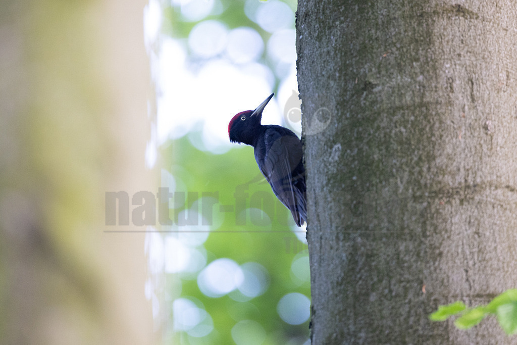R5NF5372-20230520 | Viele Tiere sind von dem großen Specht abhängig, sie belegen die gezimmerten Baumhöhlen als „Nachmieter“. Doch der Schwarzspecht kann nur da vorkommen, wo große Waldflächen noch zusammenhängen und Bäume alt werden dürfen. Hier kann man das laute Trommeln des eleganten Vogels noch hören.  - Realisiert mit Pictrs.com