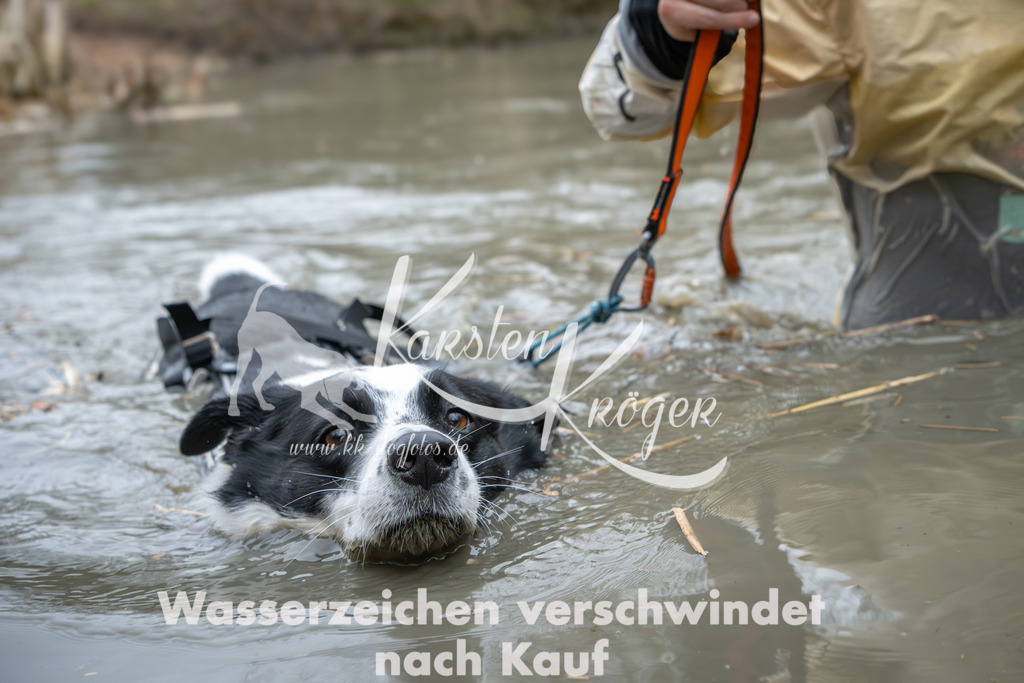 1333_ZZ90413 | kk-dogfotos