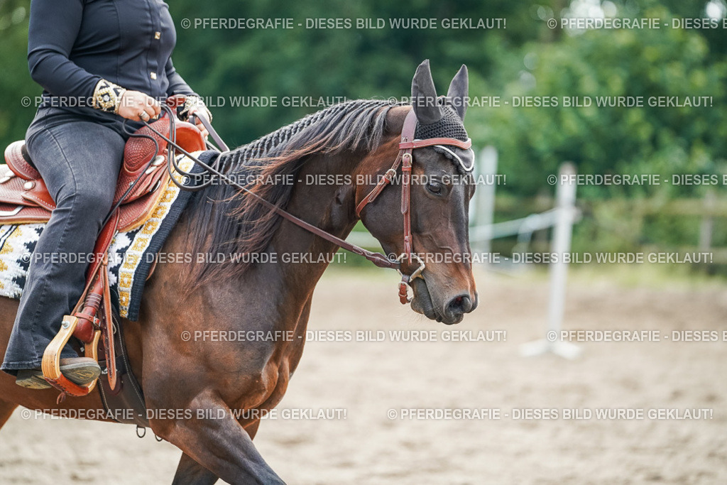 DSC04595 | Pferdegrafie