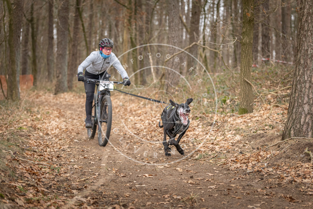 Pfotenfotografie_DV3A7448 | Hundefotografie, Tierfotograf, Pfotenfotografie, Fotoshooting Hund, Hunde Portrait, Hundesport, Hundeportraits, Heideshooting, Hunde, Sportfotograf, Hundefotograf, Turnierhundsport, THS,  - Realisiert mit Pictrs.com
