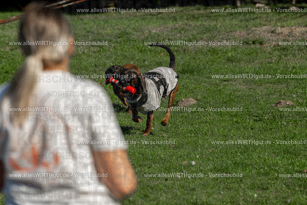 Hundeschwimmen_Volksbad_2026-allesWIRTHgut_Tierfotografie-2609061037-094705-7R509053 | Professionelle Tierfotografie in Mönchengladbach von Daniel Wirth (allesWIRTHgut). Liebevolle & natürliche Bilder von Hunden & Katzen für unvergessliche Erinnerungen.