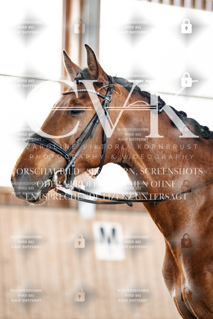 CK900451 | Turnierfotografie Pferdefotografie Trier Rheinland-Pfalz Pferdesport Reitsport Tierfotografie Sportfotografie Pferdevideo Pferdevideografie Equestrianvideography equestrianphotography  - Realisiert mit Pictrs.com