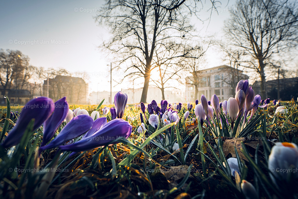 _DSC9971 | Leipzig Wandbilder Drucke Prints Leinwand Stadtmotive Leipzig Fotosdruck Kunstdrucke Bilder Leipzig Stadtansichten Acrylglasbilder Leipzig Wanddeko Fine Art Prints Wandbilder Büro Leipzig Bilder Praxis Zuhause Bilderdruck Poster Posterlounge Kunstdrucke - Realisiert mit Pictrs.com