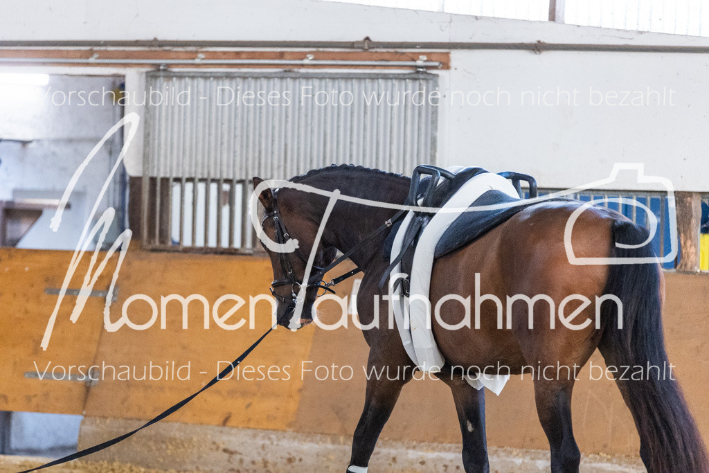 VTD-Voltigierpferde-057 | MomenTaufnahmen Pferdesportfotos