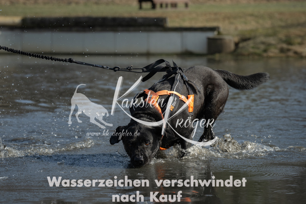 1403_ZZ99612 | kk-dogfotos