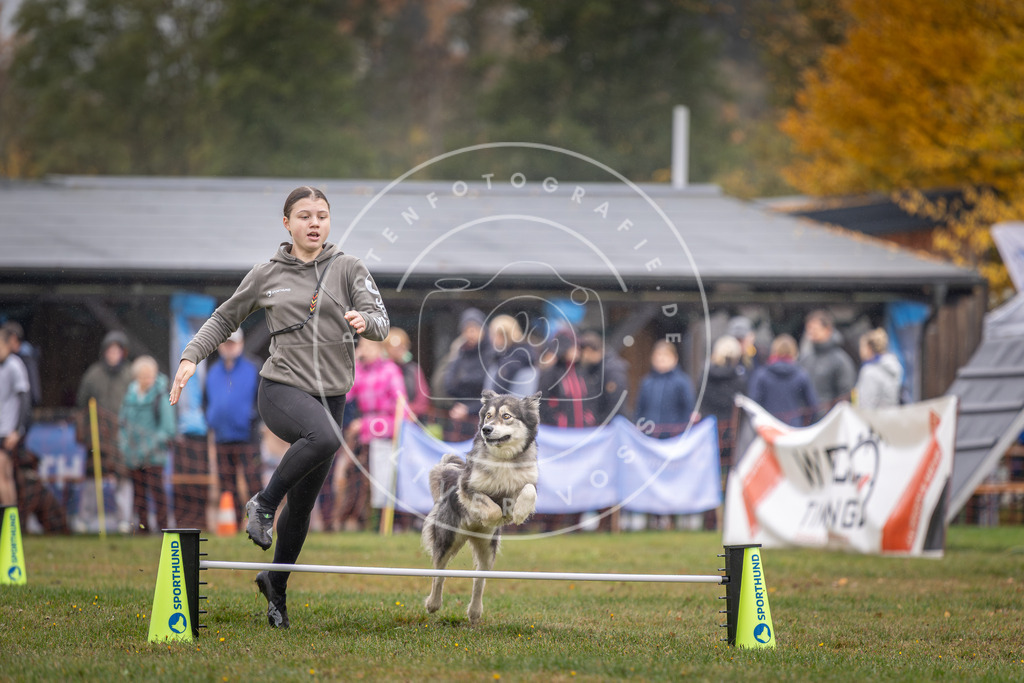 Pfotenfotografie_DV3A0641 | Hundefotografie, Tierfotograf, Pfotenfotografie, Fotoshooting Hund, Hunde Portrait, Hundesport, Hundeportraits, Heideshooting, Hunde, Sportfotograf, Hundefotograf, Turnierhundsport, THS,  - Realisiert mit Pictrs.com