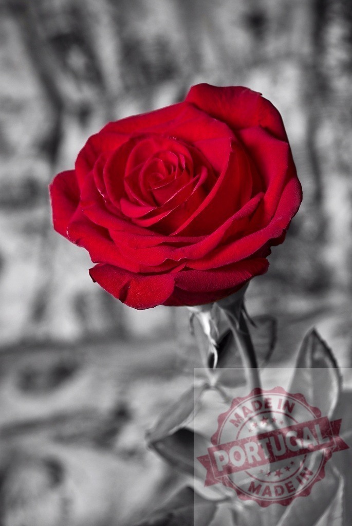 Red rose blooming against monochrome selective coloring | Red rose with green stem and leaves standing out from a black and white background - Realisiert mit Pictrs.com