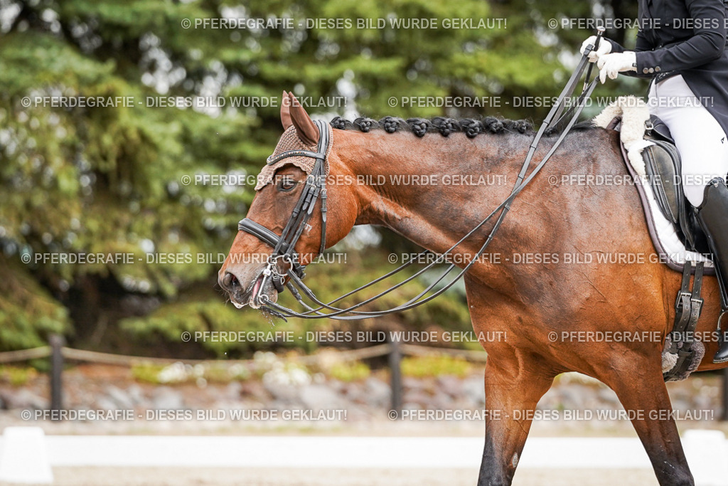 DSC05623 | Pferdegrafie