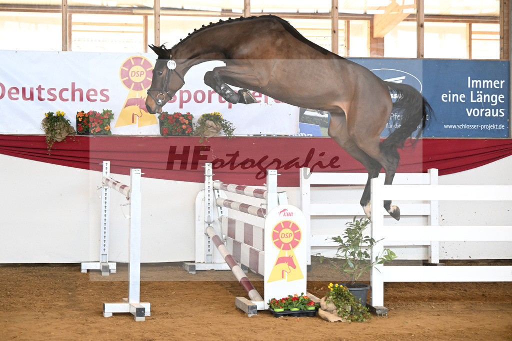 Kat-Nr. 33 Carassina S v. Chinchero_Schaefer_16250857 | hf-fotografie - Realizzato con Pictrs.com