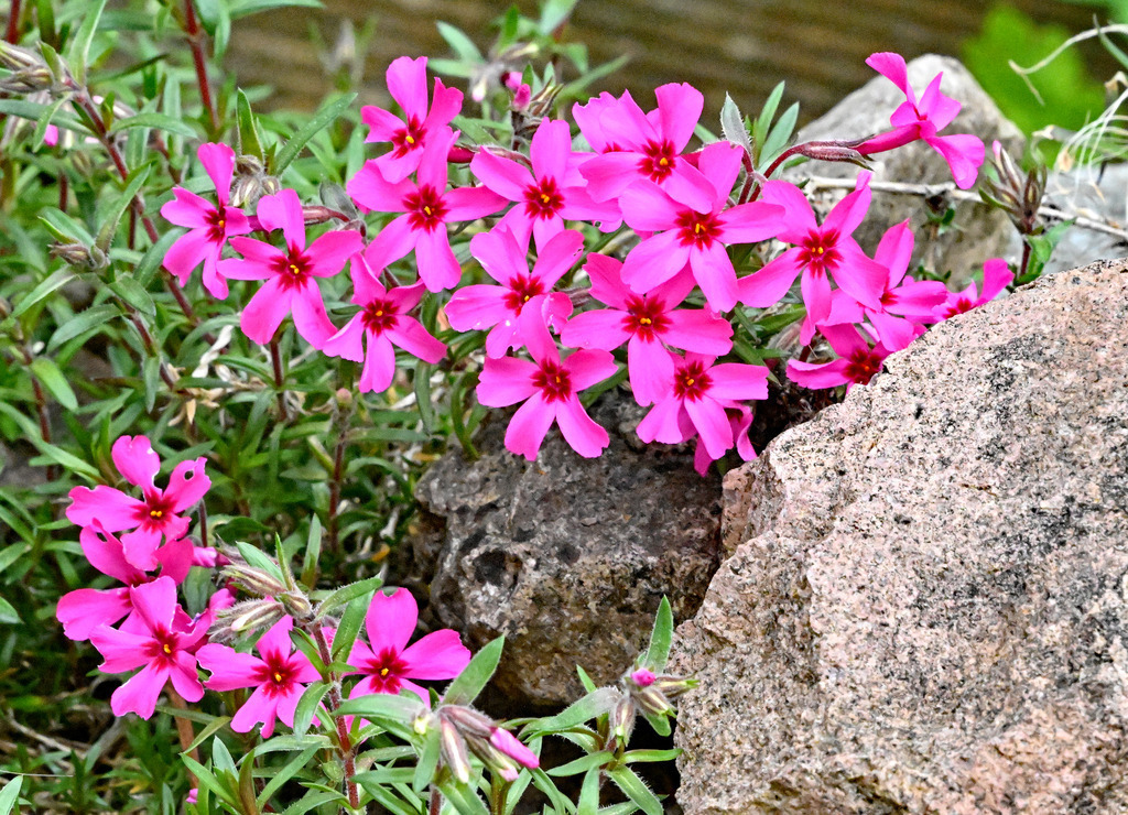 Moos-Phlox01 | lucisnaturbilder - Realisiert mit Pictrs.com