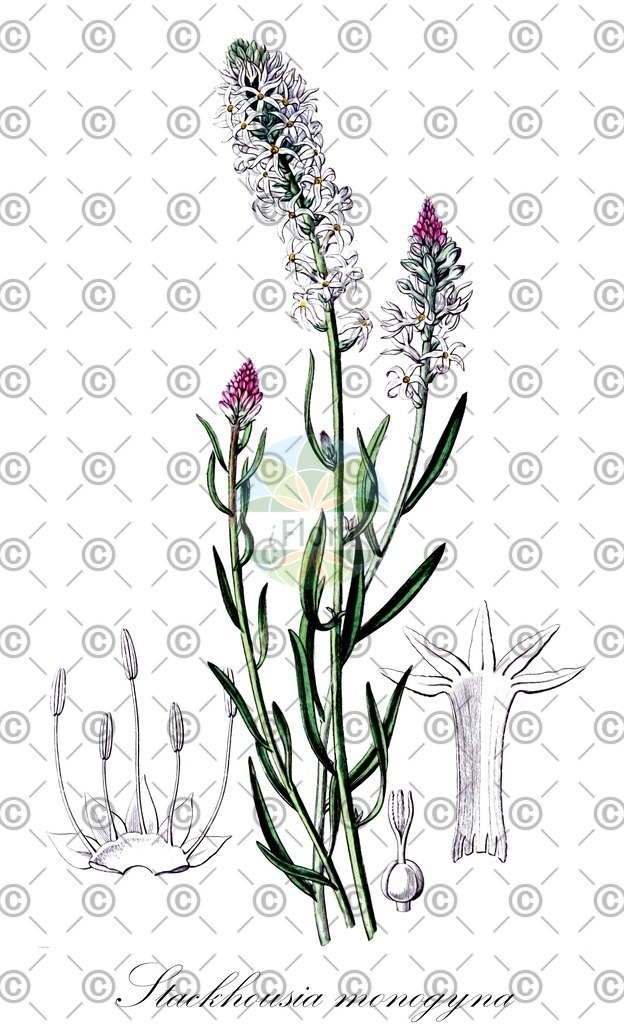 HistAbb_wfo-0000315038_1_ENZY_Simple | Historische Abbildung von Stackhousia monogyna - Celastraceae | Historical Illustration of Stackhousia monogyna - Celastraceae